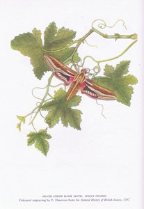 Silver Stripe Hawk Moth, Shinx Celerio, Nature in Britain, Collins, 1946 alkotó: Edward Donovan