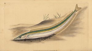 Kis homoki angolna, homoki angolna vagy homoki angolna, Ammodytes tobianus. Kézzel színezett rézlemez, amelyet Edward Donovan rajzolt és metszett a British Fishes, Donovan and F.C. Natural History of British Fishes című művéből. és J. Rivington, London alkotó: Edward Donovan