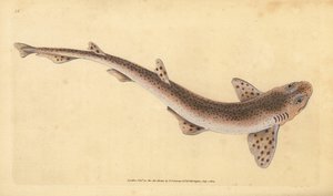 Kis foltos macskacápa, Scyliorhinus canicula (kis foltos cápa, Squalus catulus). Kézzel színezett rézlemez, amelyet Edward Donovan rajzolt és metszett a British Fishes, Donovan and F.C. Natural History of British Fishes című művéből. és J. Rivington, Londo