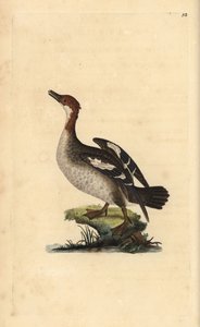 Smew, Mergellus albellus, nőstény. Kézi színű rézlemez, amelyet Edward Donovan rajzolt és metszett a saját Londoni „British Birds természettörténetéből” alkotó: Edward Donovan