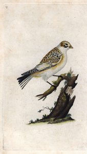 Hóveréb. Plectrophenax nivalis (Emberiza nivalis). Edward Donovan (1768-1837) rézmetsze, megjelent a londoni Histoire naturelle des oiseaux britanniques-ban alkotó: Edward Donovan
