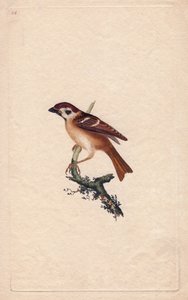 Veréb. Montanus hágó. Edward Donovan (1768-1837) rézmetsze, megjelent a Natural History of British Birds, Londonban alkotó: Edward Donovan