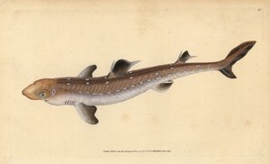 Tüskés kutyahal, Squalus acanthias (szedett cápa vagy kutyahal). Sebezhető. Kézzel színezett rézlemez, amelyet Edward Donovan rajzolt és metszett a British Fishes, Donovan and F.C. Natural History of British Fishes című művéből. és J. Rivington, London