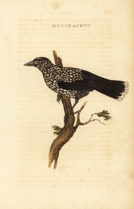 Pettyes diótörő, Nucifraga caryocatactes alkotó: Edward Donovan