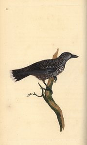 Pettyes diótörő, Nucifraga caryocatactes. Kézi színű rézlemez, amelyet Edward Donovan rajzolt és metszett a saját Londoni „British Birds természettörténetéből” alkotó: Edward Donovan