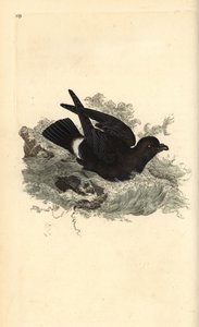 Viharkirály, Hydrobates pelagicus. Kézi színű rézlemez, amelyet Edward Donovan rajzolt és metszett a saját Londoni „British Birds természettörténetéből” alkotó: Edward Donovan