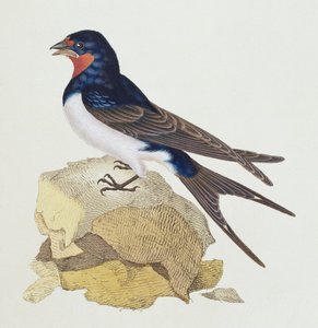 Fecske a „The History of British Birds”-ből, 1799 alkotó: Edward Donovan