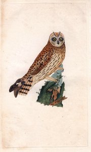 Mocsári bagoly. Asio flammeus (Strix brachyotos, Strix brachyotis). Edward Donovan (1768-1837) rézmetsze, megjelent a Natural History of British Birds, Londonban alkotó: Edward Donovan