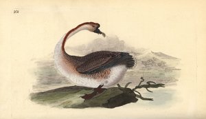 Hattyúlúd, Anser cygnoides, sebezhető. Kézi színű rézlemez, amelyet Edward Donovan rajzolt és metszett a saját Londoni „British Birds természettörténetéből” alkotó: Edward Donovan