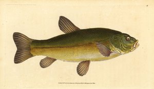 Cicák, Tinca tinca (Cyprinus tinca). Kézzel színezett rézlemez, amelyet Edward Donovan rajzolt és metszett a British Fishes, Donovan and F.C. Natural History of British Fishes című művéből. és J. Rivington, London alkotó: Edward Donovan