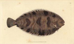 Vastag hátú talp, Microchirus variegatus (Variegated talp, Pleuronectes variegatus). Kézzel színezett rézlemez, amelyet Edward Donovan rajzolt és metszett a British Fishes, Donovan and F.C. Natural History of British Fishes című művéből. és J. Rivington, L alkotó: Edward Donovan