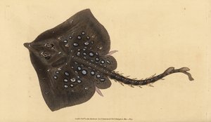 Thornback rája, Raja clavata. Majdnem megfenyegetve. Kézzel színezett rézlemez, amelyet Edward Donovan rajzolt és metszett a British Fishes, Donovan and F.C. Natural History of British Fishes című művéből. és J. Rivington, London alkotó: Edward Donovan