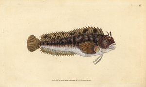 Tompot blenny, Parablennius gattorugine (Gattorugine, Blennius gattorugine). Kézzel színezett rézlemez, amelyet Edward Donovan rajzolt és metszett a British Fishes, Donovan and F.C. Natural History of British Fishes című művéből. és J. Rivington, London alkotó: Edward Donovan