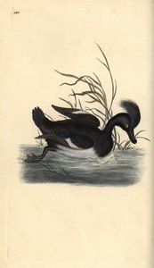 Bojtos réce, Aythya fuligula. Kézi színű rézlemez, amelyet Edward Donovan rajzolt és metszett a saját Londoni „British Birds természettörténetéből” alkotó: Edward Donovan