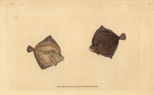 Nagy rombuszhal, Scophthalmus maximus (Ciklopsz lepényhal, Pleuronectes cyclops). Kézi rézmetszet, rajzolta és metszette Edward Donovan a Natural History of British Fishes című művéből, Donovan and F.C. and J. Rivington, London. alkotó: Edward Donovan