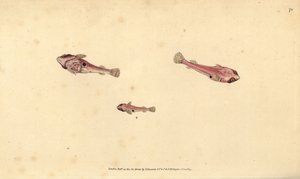 Kétpettyes kapaszkodóhal, Diplecogaster bimaculata bimaculata (Bimaculated balek, Cyclopterus bimaculatus). Kézzel színezett rézlemez, amelyet Edward Donovan rajzolt és metszett a British Fishes, Donovan and F.C. Natural History of British Fishes című művé alkotó: Edward Donovan