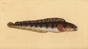Élénk úszógumi, Zoarces viviparus (Viviparus blenny, Blennius viviparus). Kézzel színezett rézlemez, amelyet Edward Donovan rajzolt és metszett a British Fishes, Donovan and F.C. Natural History of British Fishes című művéből. és J. Rivington, London alkotó: Edward Donovan