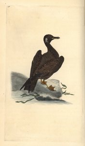 Wagel sirály, a Larus marinus nagysirály fia. Kézi színű rézlemez, amelyet Edward Donovan rajzolt és metszett a saját Londoni „British Birds természettörténetéből” alkotó: Edward Donovan