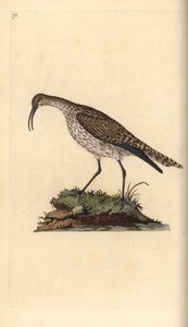 Whimbrel, Numenius phaeopus. Kézi színű rézlemez, amelyet Edward Donovan rajzolt és metszett a saját Londoni „British Birds természettörténetéből” alkotó: Edward Donovan