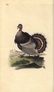 Vadpulyka, Meleagris gallopavo. Kézi színű rézlemez, amelyet Edward Donovan rajzolt és metszett a saját Londoni „British Birds természettörténetéből” alkotó: Edward Donovan