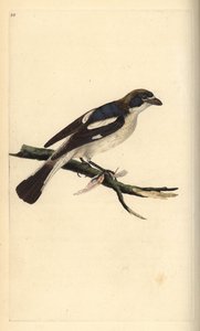 Fakopáncs, Lanius senator. Kézzel színezett rézmetszet, rajzolta és metszette Edward Donovan a saját "Natural History of British Birds" című művéből, London. alkotó: Edward Donovan