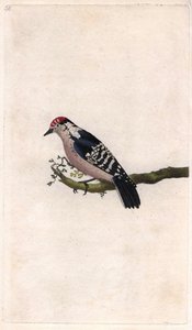 Harkály. Dendrocopos minor (Picus minor). Edward Donovan (1768-1837) rézmetsze, megjelent a Natural History of British Birds, Londonban alkotó: Edward Donovan