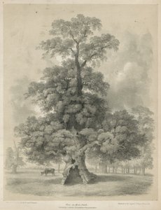Szil a londoni Hyde Parkban