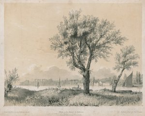 Fűzfa a Temzén Battersea-ben