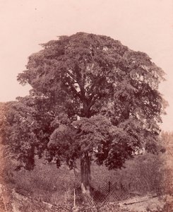 fatanulmány, 1850-53. alkotó: Edward King Tenison