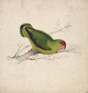 Abesszin papagáj (39. ábra) alkotó: Edward Lear