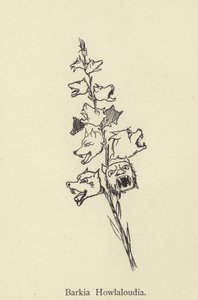 Barkia Howlaloudia alkotó: Edward Lear