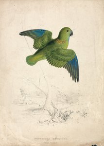 Nyakörves papagáj (40. ábra) alkotó: Edward Lear