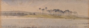 Dhoura sziget alkotó: Edward Lear