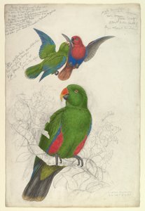 Eclectus, a foltos Polychloros alkotó: Edward Lear
