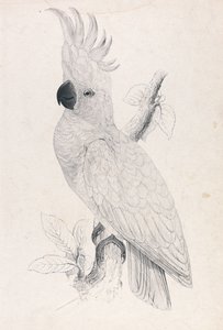 Kis kéncsőrű kakadu (4. ábra) alkotó: Edward Lear