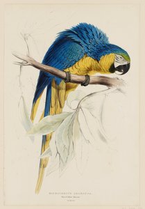 Macrocercus Ararauna.  Kék-sárga ara. alkotó: Edward Lear