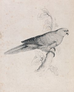 Csendes-óceáni papagáj (26. ábra) alkotó: Edward Lear
