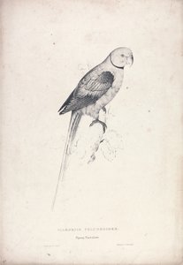 Palaeornia Columbiodes / Galambpapagáj (31. táblázat) alkotó: Edward Lear