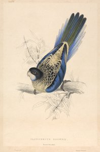 Platycercus brownii / Brown-papagáj alkotó: Edward Lear