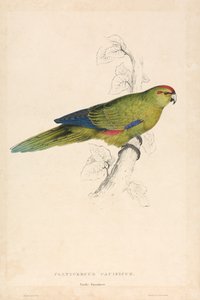 Platycercus Pacificus / Csendes-óceáni papagáj (26. táblázat) alkotó: Edward Lear
