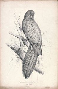 Platycereus tabuensis / Tabuan-papagáj (16. ábra) alkotó: Edward Lear