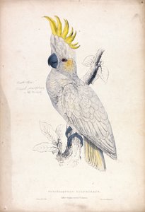Plyctolophus sulphureus / Kis sárgabóbitás kakadu (4. tábla) alkotó: Edward Lear