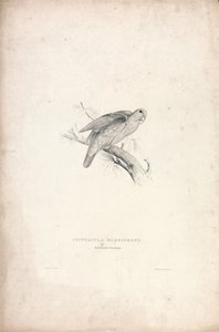 Psittacula rubrifrons / Vörös homlokú papagáj (41. ábra) alkotó: Edward Lear