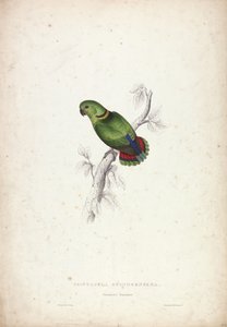 Psittacula Swinderniana. Swindern-papagáj alkotó: Edward Lear