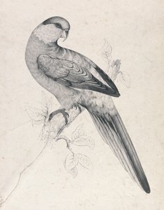 Vörös sapkás papagáj, hím (21. ábra) alkotó: Edward Lear