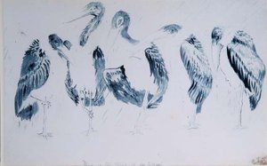 Gólya-tanulmányok alkotó: Edward Lear