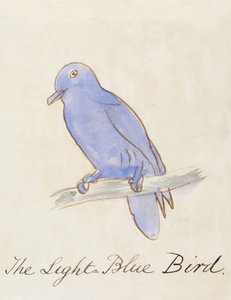 A világoskék madár a "Tizenhat komikus madár rajzából" alkotó: Edward Lear