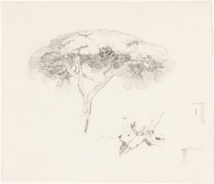 „Umbrella Pine” és egyéb tanulmányok alkotó: Edward Lear