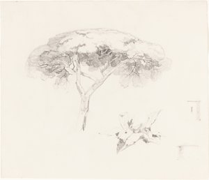 Esernyőfenyő és egyéb tanulmányok, 18391845. alkotó: Edward Lear