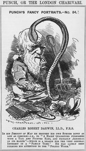 Charles Darwin, Punch díszes portréi, 54. sz., illusztráció a 